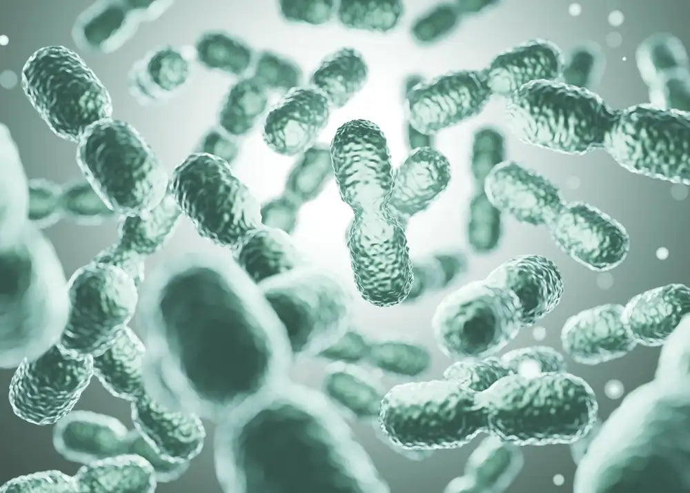 Prebiotics vs Probiotics — What’s the Difference?